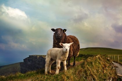 Saint Patrick tended sheep 