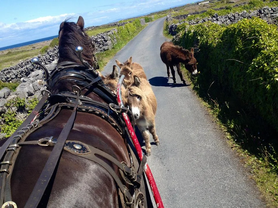 Aran Islands Pony Trap Tour | Ireland Chauffeur Travel